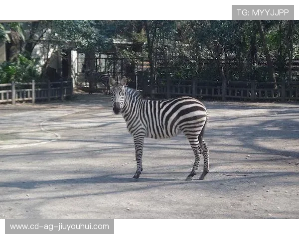 儿童碰碰足球玩具趣味对战提升动感娱乐体验让孩子尽情享受欢乐时光